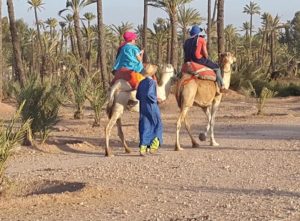Read more about the article Camel Ride in the Palm Grove of Marrakech