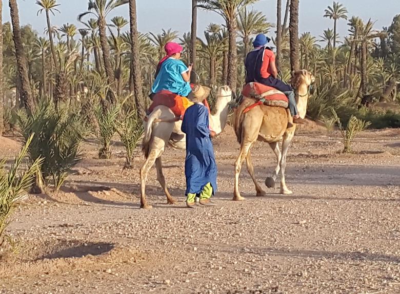 You are currently viewing Camel Ride in the Palm Grove of Marrakech